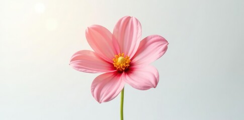Fototapeta premium Simple isolated flower on white background with soft light, flower, simple, single