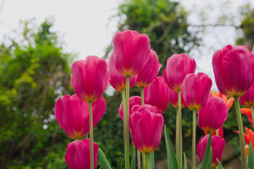 Obraz premium Cultivars of tulips in bloom.