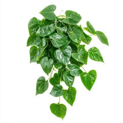 Fototapeta premium Lush Green Potted Plant with Heart Shaped Leaves on White Background Capturing Indoor Gardening and Botanical Beauty in Natural Light