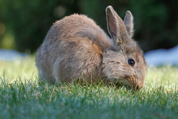 A cute adult rabbit eats green grass toward the camera lens on a sunny spring day. 