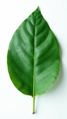 Obraz premium Single eucalyptus leaf isolated on white surface, wood grain, foliage, eucalyptus