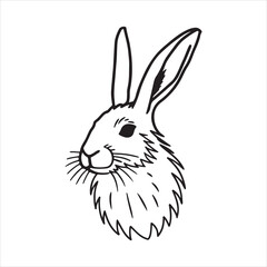 Arctic Hare – Snowy Adaptation in the Cold North