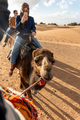 camels in the Sahara Desert