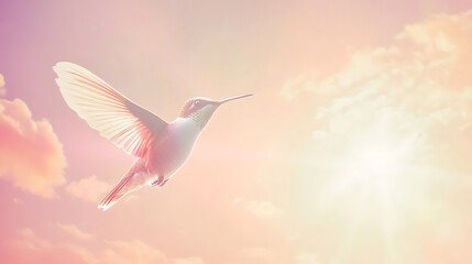 Fototapeta premium the Hummingbird