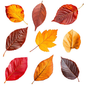 Autumn leaves collection vibrant colors fall foliage