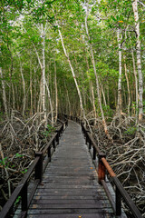 Obraz premium Wooden footbridge in nature mangrove forest for trail route. Walking bridge, a suspension bridge across jungle, path way at the PranBuri Forest Park,Prachuap Khiri Khan, Thailand. Vertical.