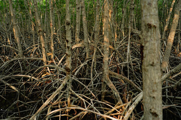 The branching of mangrove roots and the complete coastal ecosystem, Mangrove ecosystem at the PranBuri Forest Park,Prachuap Khiri Khan, Thailand.