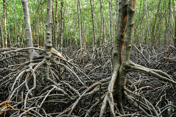 The branching of mangrove roots and the complete coastal ecosystem, Mangrove ecosystem at the...