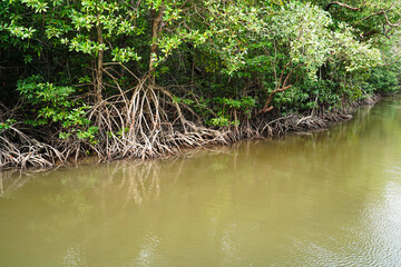 The branching of mangrove trees and the complete coastal ecosystem, Mangrove ecosystem at the PranBuri Forest Park,Prachuap Khiri Khan, Thailand.