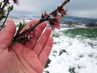            Agronomist showing young tree flowers covered with snow during an unexpected spring frost in the garden                                                   
