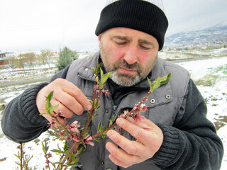            Agronomist showing young tree flowers covered with snow during an unexpected spring frost in the garden                                                   