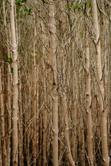 Obraz premium Trunk of mangrove trees at the PranBuri Forest Park,Prachuap Khiri Khan,Thailand. Vertical.