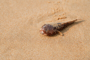 Dead little fish with flies on the sand beach at Thailand.