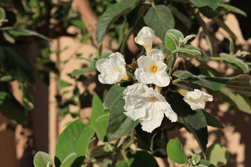 Anacahuita (also known as Cordia Boissieri, White Cordia, Mexican olive, Texas wild olive)...