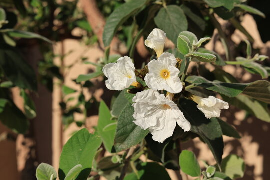 Anacahuita (also known as Cordia Boissieri, White Cordia, Mexican olive, Texas wild olive) flowering in spring, closeup