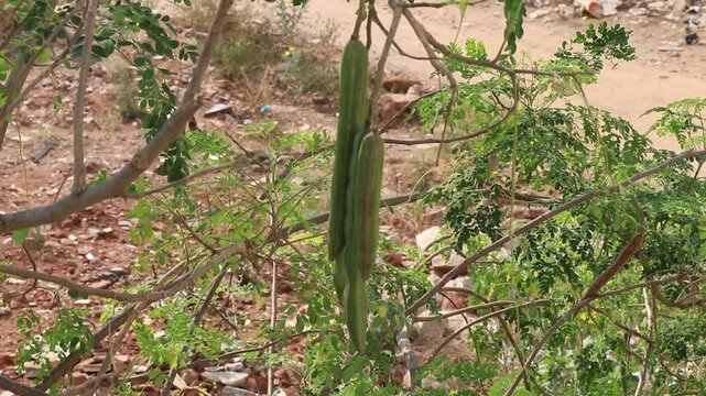 Freshly growing drumstick vegetable also called as moringa hanging on the tree with natural background