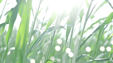 Sunlit green plants, field background
