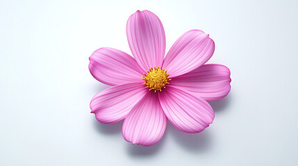 Fototapeta premium Pink Cosmos Flower on White Background