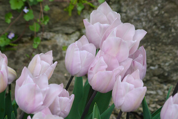 Fototapeta premium Cultivars of tulips in bloom.