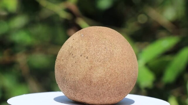 Detailed view of sapodilla also known as chickoo on a rotating display stand and the fruit is exposed to natural light