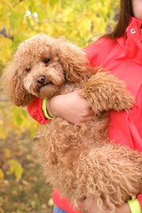 Light brown miniature poodle puppy in grass in autumn. Cute dog and good friend. Free space for copying text. vertical.