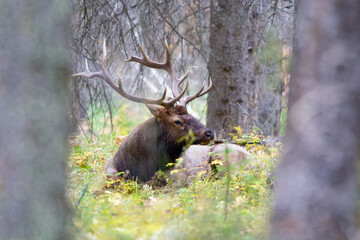 Large Bull Elk with antlers in long grass in Autum beside the forest in Banff National Park