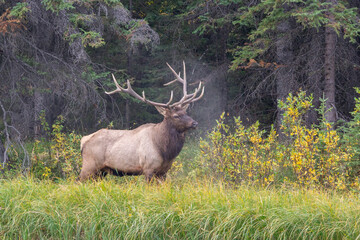 Large Bull Elk with antlers in long grass in Autum beside the forest in Banff National Park