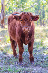 Photograph of a young and inquisitive brown cow in a green agricultural paddock in the sunshine in...