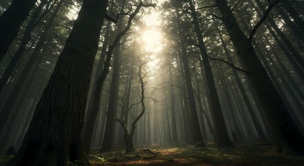 Naklejka premium Sunbeams in Redwood Forest