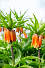 Flowers of the imperial fritillary with raindrops on the leaves. Orange flower buds among green foliage, close-up. Lawn decoration