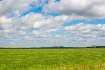 In summer, a field of green wheat and a sky with clouds
