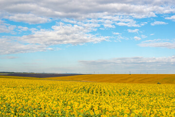 huge fields of sunflowers grow in Russia