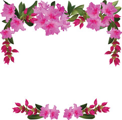 rododendron flowers frame isolated on white