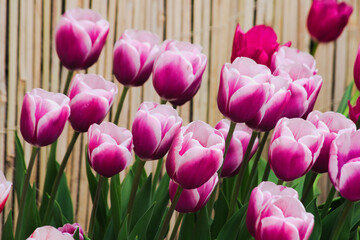Obraz premium Cultivars of tulips in bloom.