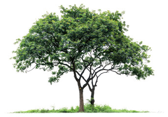 Obraz premium PNG Isolate Trees tree plant