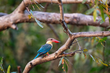 stork billed kingfisher or tree kingfisher Pelargopsis capensis bird perch in natural green background during summer season safari at jim corbett national park forest tiger reserve uttarakhand india