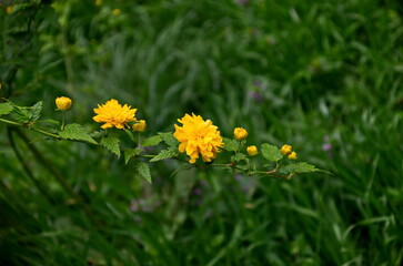 Flowering of a dwarf sunflower plant in a garden, Sofia, Bulgaria 