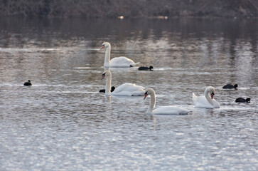 family of swans