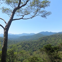 Obraz premium Panoramic Mountain Landscape View Treetop Scenic