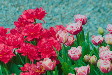 Cultivars of tulips in bloom.