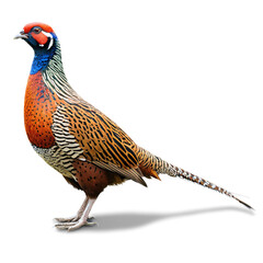 pheasant bird isolated on transparent background