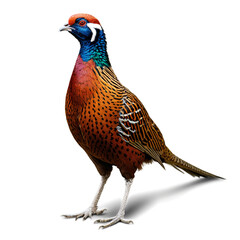 Fototapeta premium pheasant bird isolated on transparent background