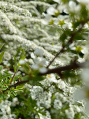 spring tree branches