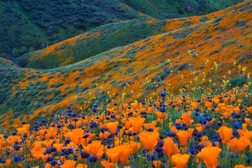 super bloom in the mountains