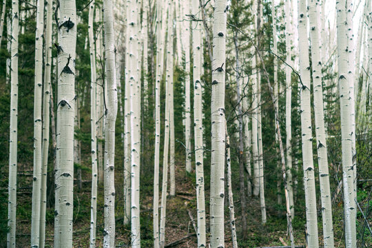 green aspen trees