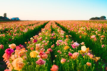 field of flowers