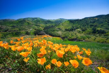 spring in the mountains