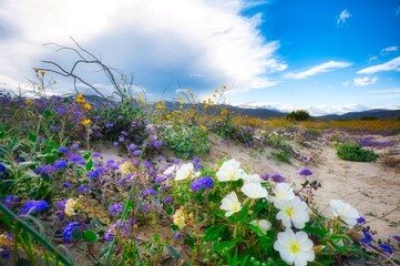 field of flowers in the desert with dramatic cloud