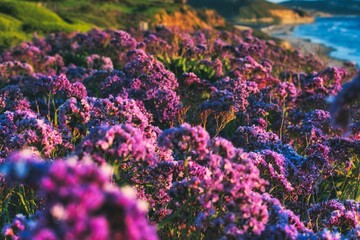 field of purple flowers