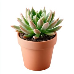Fototapeta premium Succulent plant in terracotta pot